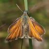 Thymelicus sylvestris